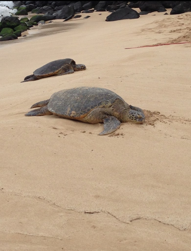 Turtles on the north shore in Oahu, Hawaii