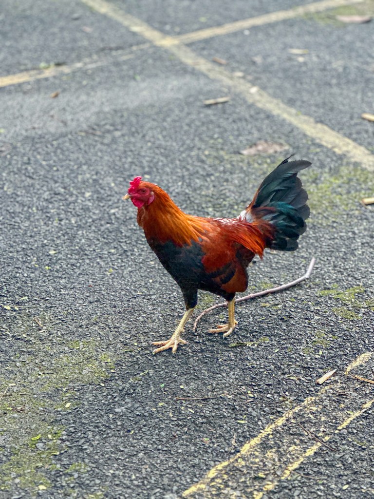 Chicken, Moana Falls Trail, Oahu, Hawaii