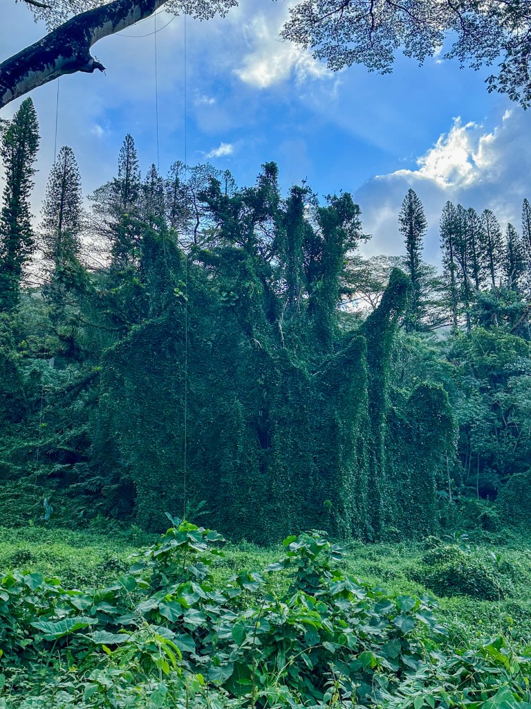 Moana Falls Trail, Oahu, Hawaii