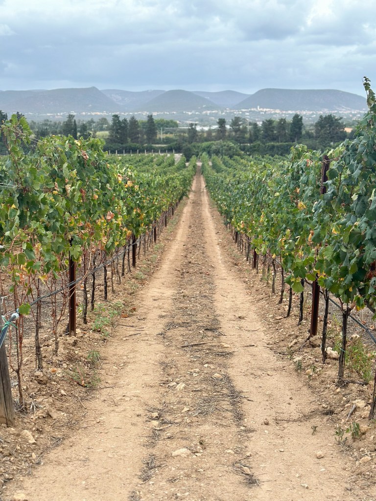 Vineyard with mountains in the background at Cantina Mesa Winery in Sardinia, Italy