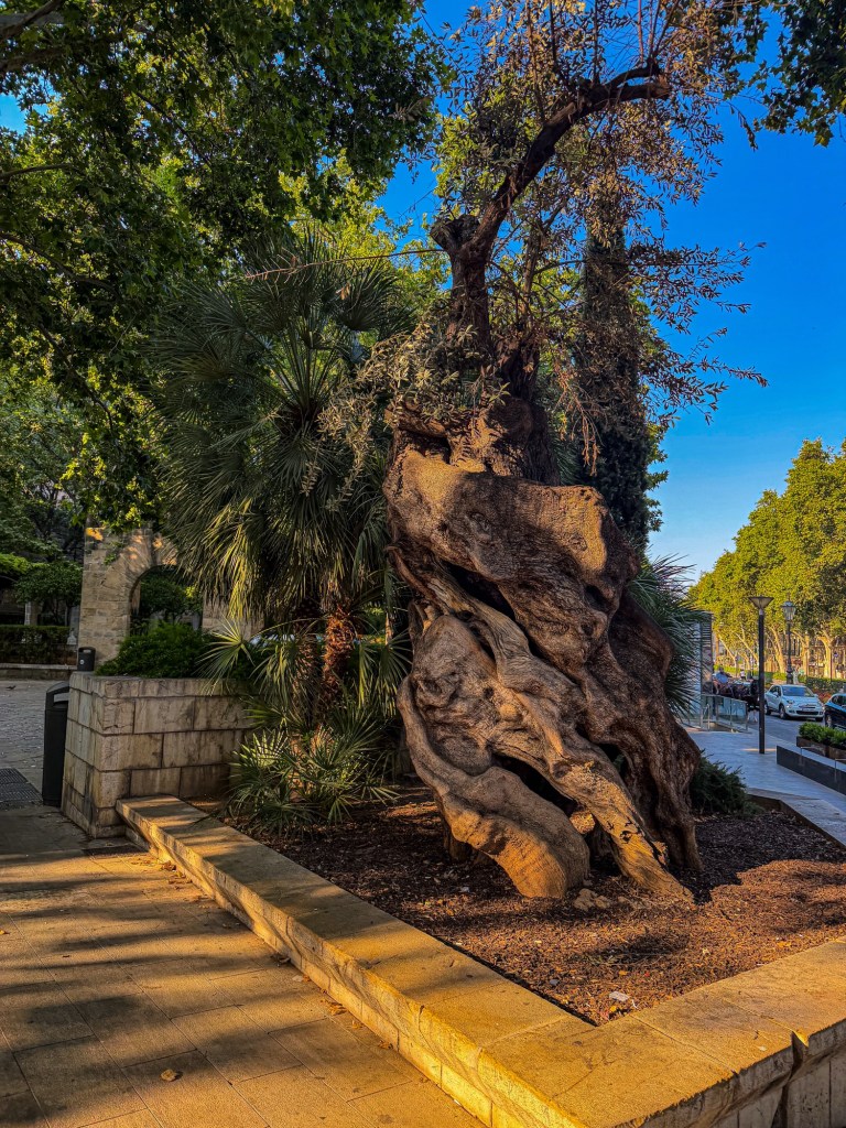 A picture of Olivera de Cort in the old town of Palma de Mallorca, Spain. It is a gnarled olive tree that is over 500 years old.